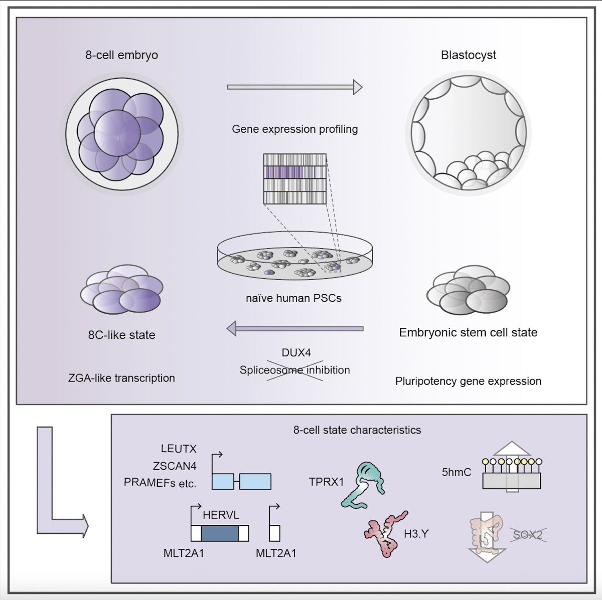 JasminSTowers (@jtaubenschmid) on Twitter photo Happy to see this out in <a href="/CellStemCell/">Cell Stem Cell</a>! 8C-like cells capture the human zygotic genome activation program in vitro. Details here 👉
cell.com/cell-stem-cell… Happy to see this out in <a href="/CellStemCell/">Cell Stem Cell</a>! 8C-like cells capture the human zygotic genome activation program in vitro. Details here 👉
cell.com/cell-stem-cell…