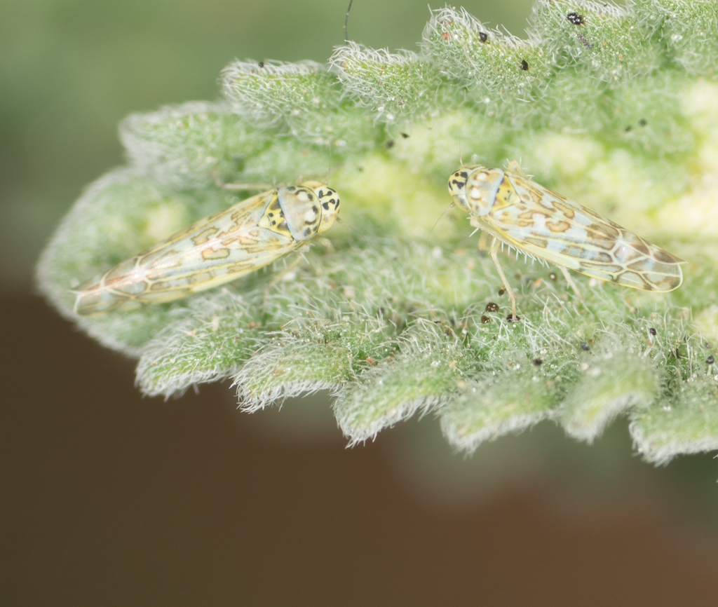 USDA_ARS's tweet image. The Ligurian leafhopper established in North America in 2009 is an invasive species that feeds by puncturing plant cells and causes stippling on mints. #SysEntLab #Membracoidea #NISAW

📷 woodillj, @iNaturalist