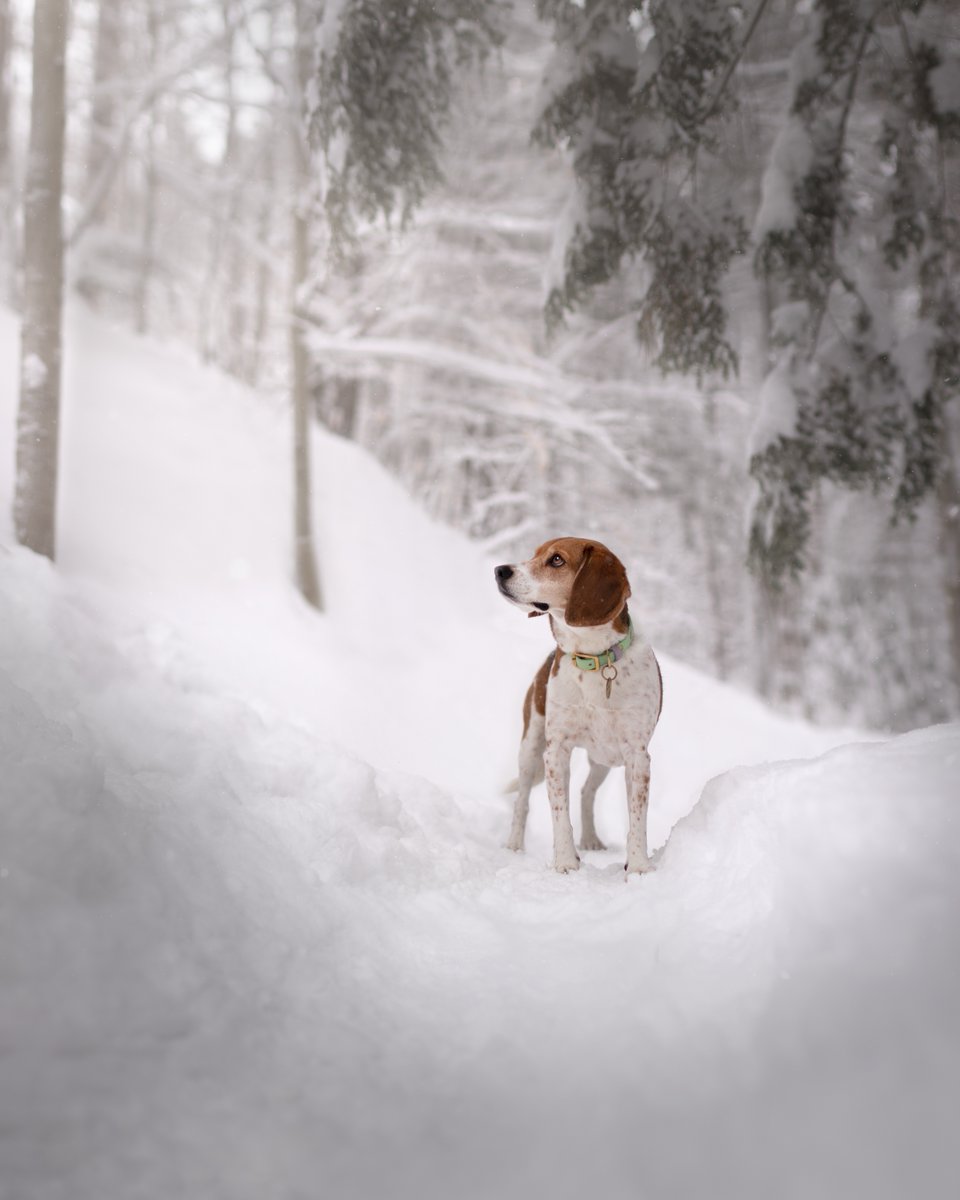 Hello #twitterdogcommunity ! My name is Noémie and this is my girl Becky. She is a 5 years old beagle, and we live in Québec, Canada! We love to explore our beautiful province and hike with our friends! I started my photography journey about a year ago!