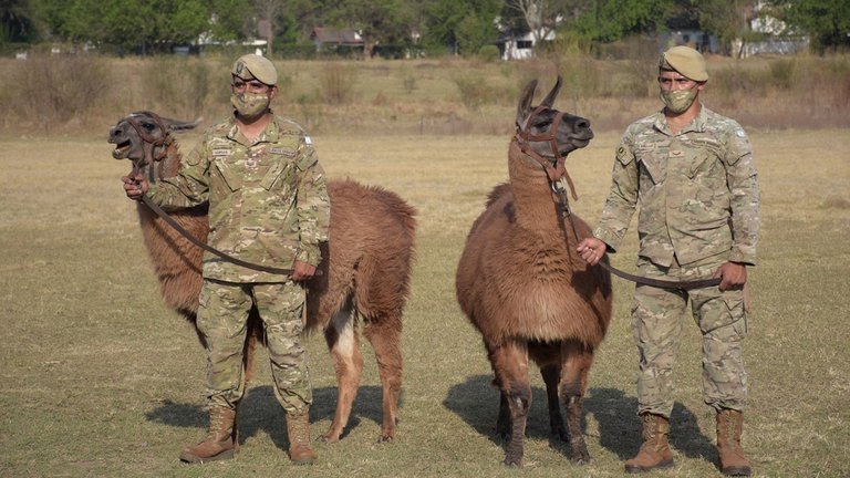 El apoyo bélico del gobierno argentino a la lucha que lleva a cabo Putin contra Ucrania.