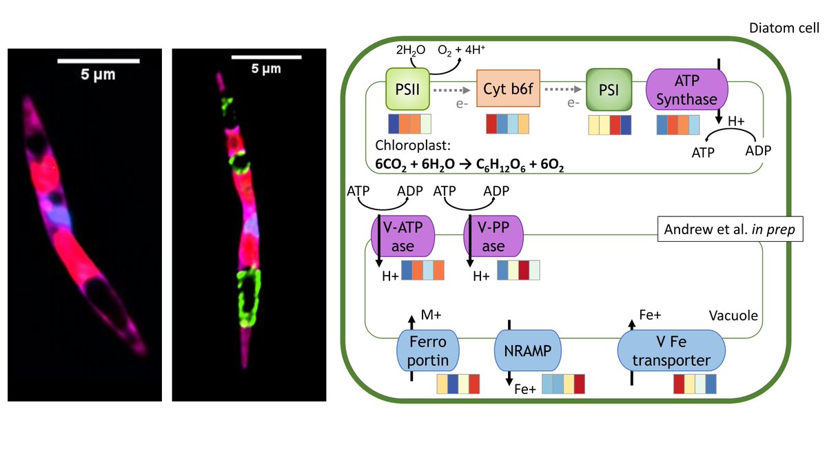 I'm presenting my gene expression/localization data of light driven proton pumps (proteorhodopsin) found in Southern Ocean diatoms on Monday Feb28th at #OSM22 in the OB20 (Biogeoscapes) session, 10am. 
Plz come watch - I show pretty pictures instead of graphs. Like these!