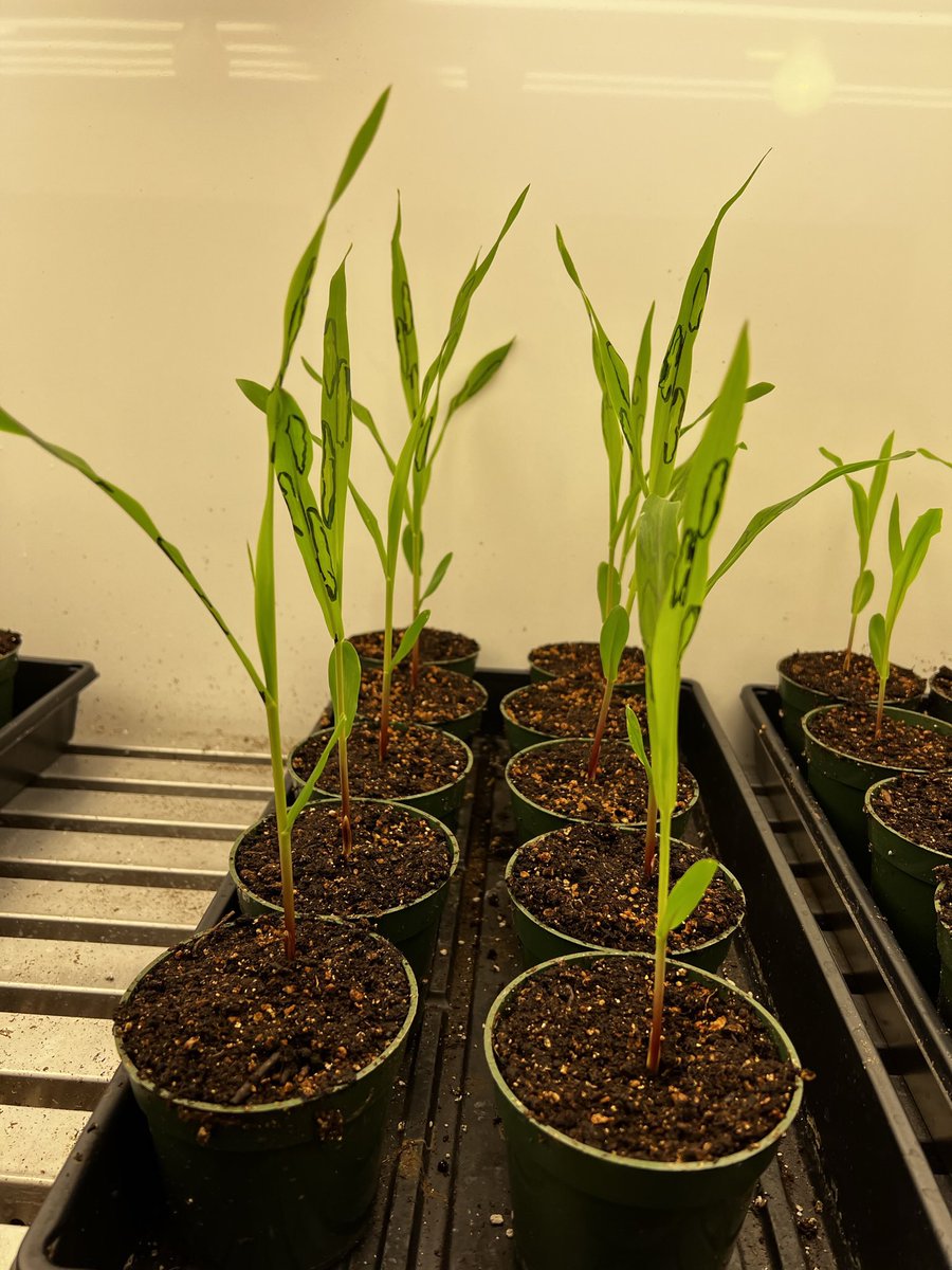 AfiqPlantPath's tweet photo. Some more corn plants were inoculated yesterday to observe and practice some inoculation methods for bacterial leaf streak on corn https://t.co/OzAUpRL2rv
