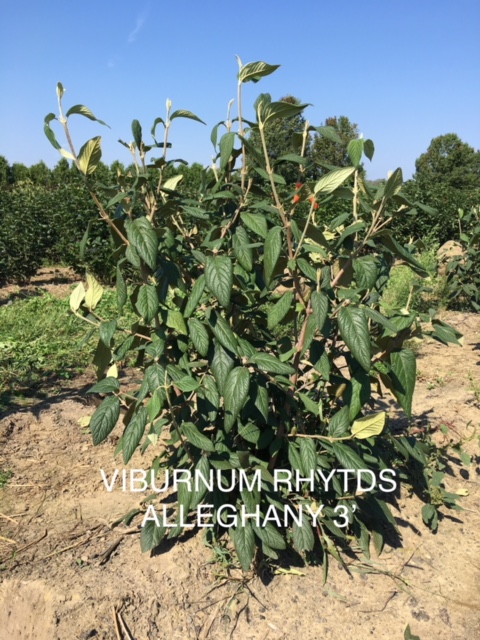 Viburnum x Rhytds 'Alleghany' is a superior selection with long, leathery, heavy foliage it is great in a landscape or as a hedge. Viburnum n 'Winterthur' has beautiful fall color and dark blue berry set. Its glossy leaves help its white flowers stand out from late May -to July.