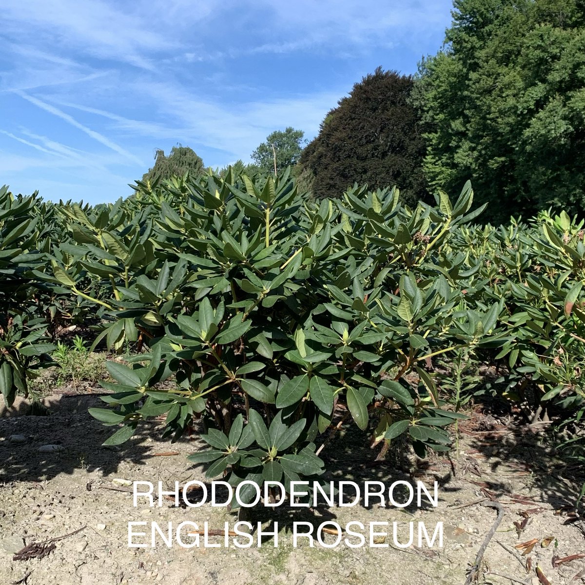'English Roseum' is a dense, mound-forming shrub with light rose-lilac flowers. Mature plants in the right site can reach 10' tall and wide, but it is more common for them to reach 6' by 6'. Rhododendron Max Pink has a beautiful bloom in spring and beautiful glossy foliage.