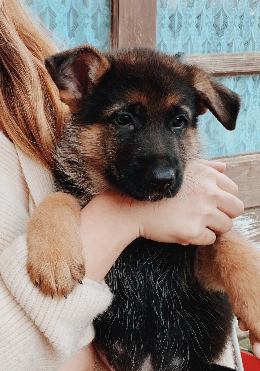 Baby whiskey watching all the instadogs coming over on to the dark side #puppy #gsdpuppy #GermanShepherd #twitterdogcommunity