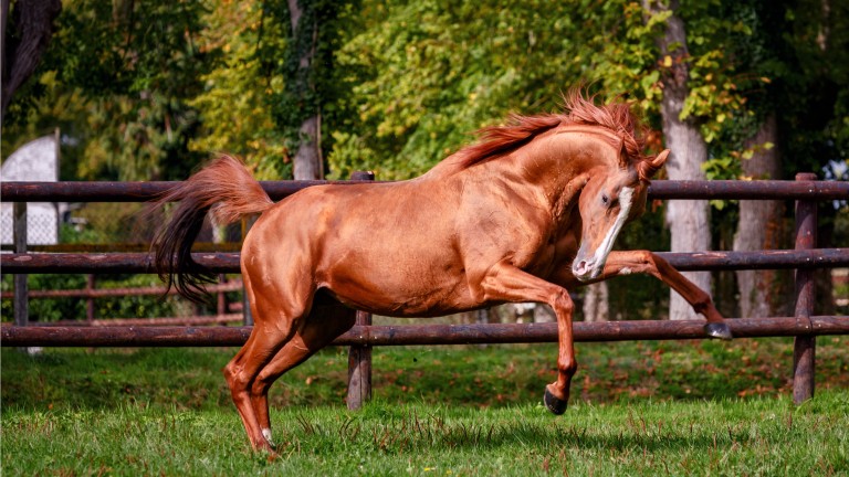 Racing Post Bloodstock (@rpbloodstock) on Twitter photo โGemix will always have a place in our hearts, he has gone from us too soon and we would have liked to have offered him more."
Dual Grade 1 winner and rising National Hunt stallion Gemix dies aged 14 after accident at stud.
Story and tributes here ๐  bit.ly/3IgYi7p โGemix will always have a place in our hearts, he has gone from us too soon and we would have liked to have offered him more."
Dual Grade 1 winner and rising National Hunt stallion Gemix dies aged 14 after accident at stud.
Story and tributes here ๐  bit.ly/3IgYi7p