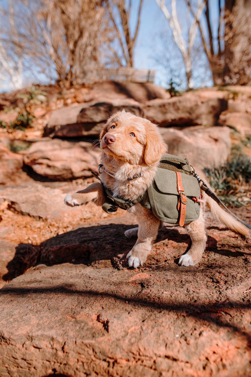 here to post all the high quality Newt content to #twitterdogcommunity 🤌🏼