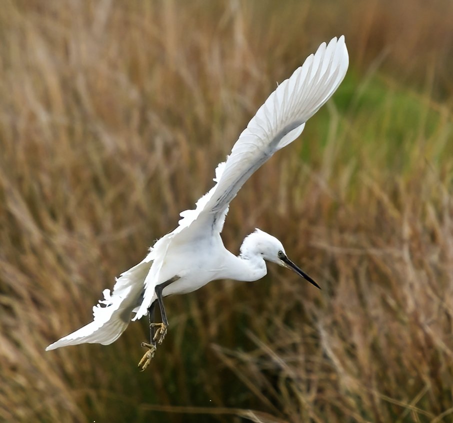180. Little Egret landing. 