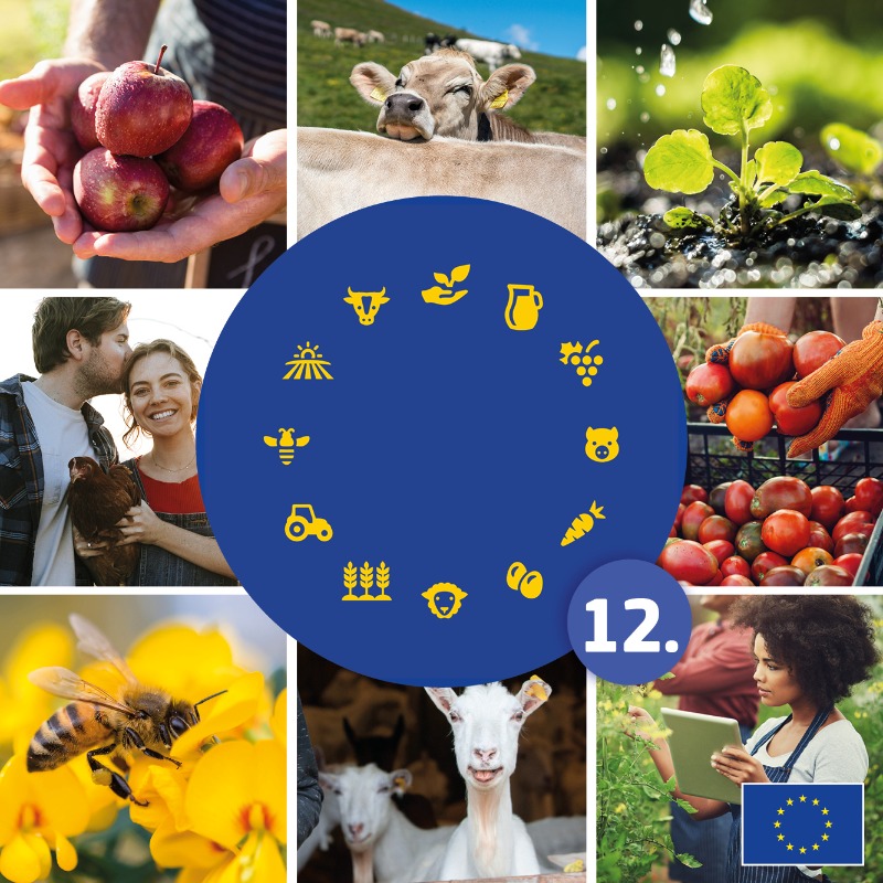 EUAgri's tweet photo. New episode of Food for Europe podcast out today.

We explore French agriculture:
🔹 young farmers,
🔹 environmental issues,
🔹 trade &amp; international standards.

Listen wherever you get your podcasts.
#Food4EU @Europe2022FR