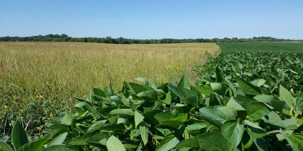 CCA is teaming up with <a href="/pheasants4ever/">Pheasants Forever</a> in Booth 2418 at the <a href="/ComClassic/">Commodity Classic</a>! We share a vision of creating and maintaining sustainable, profitable, and conservation-friendly family #farms across the country. Crops, collaboration and conservation - ow.ly/vRmS50HJmiu <a href="/quail4ever/">Quail Forever</a>
