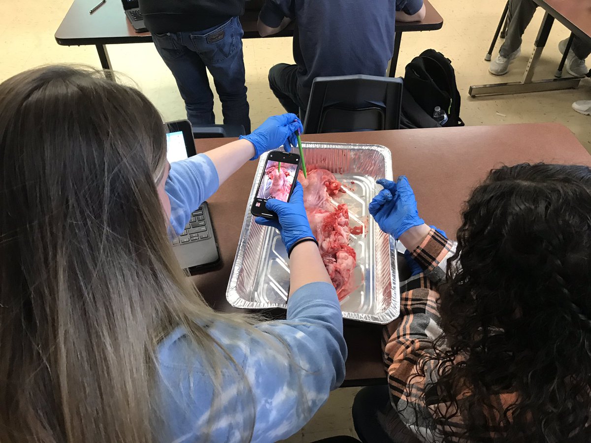 wb_ffa's tweet photo. Livestock students dissected and identified all the parts of the female reproductive system in class today! Thank you Manning Packing Co. for our annual supply of reproductive organs https://t.co/RW1O3klqEg