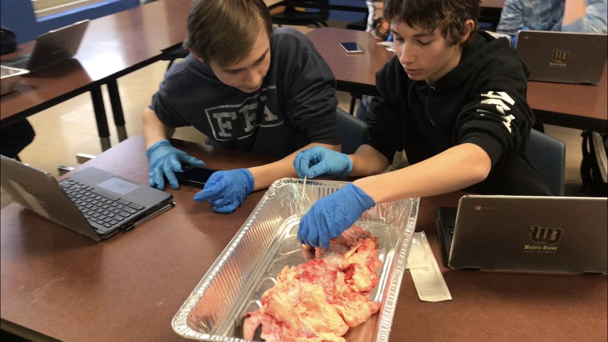 wb_ffa's tweet photo. Livestock students dissected and identified all the parts of the female reproductive system in class today! Thank you Manning Packing Co. for our annual supply of reproductive organs https://t.co/RW1O3klqEg