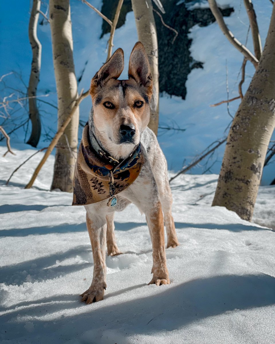 Hi everyone!! We are excited to join the fun here! This is Hoji and she is a 3yo cattle dog and snow monster. Looking forward to finding our friends on here and making some news ones! #twitterdogcommunity