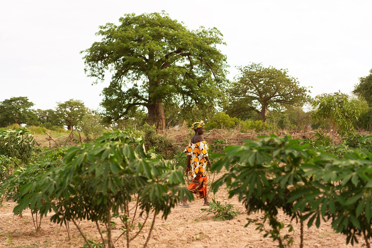 Treesftf's tweet photo. We're on a mission to reach as many farming families as possible with the #ForestGardenApproach 🌱

With your help, we can reach our goal of planting one billion trees by 2030 and #changelives and #landscapes along the way!

#LetsGetPlanting https://t.co/kNc3fsQHig