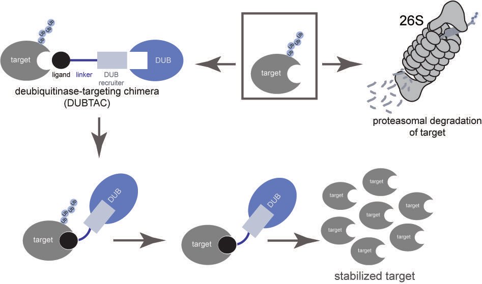 Dan Nomura (@dannomura) on Twitter photo Our paper on #DUBTACs for targeted protein stabilization is now out in <a href="/nchembio/">Nature Chemical Biology</a>! Congrats & thanks to <a href="/n_j_henning/">Nathaniel Henning</a>, <a href="/lydiaboike/">Lydia Boike, PhD</a> of <a href="/UCB_Chemistry/">College of Chemistry</a> and many folks in our lab & <a href="/NovartisScience/">Novartis Science</a> that made this possible! Also thanks to <a href="/TheMarkFdn/">The Mark Foundation for Cancer Research</a>! 1/n
nature.com/articles/s4158… Our paper on #DUBTACs for targeted protein stabilization is now out in <a href="/nchembio/">Nature Chemical Biology</a>! Congrats & thanks to <a href="/n_j_henning/">Nathaniel Henning</a>, <a href="/lydiaboike/">Lydia Boike, PhD</a> of <a href="/UCB_Chemistry/">College of Chemistry</a> and many folks in our lab & <a href="/NovartisScience/">Novartis Science</a> that made this possible! Also thanks to <a href="/TheMarkFdn/">The Mark Foundation for Cancer Research</a>! 1/n
nature.com/articles/s4158…