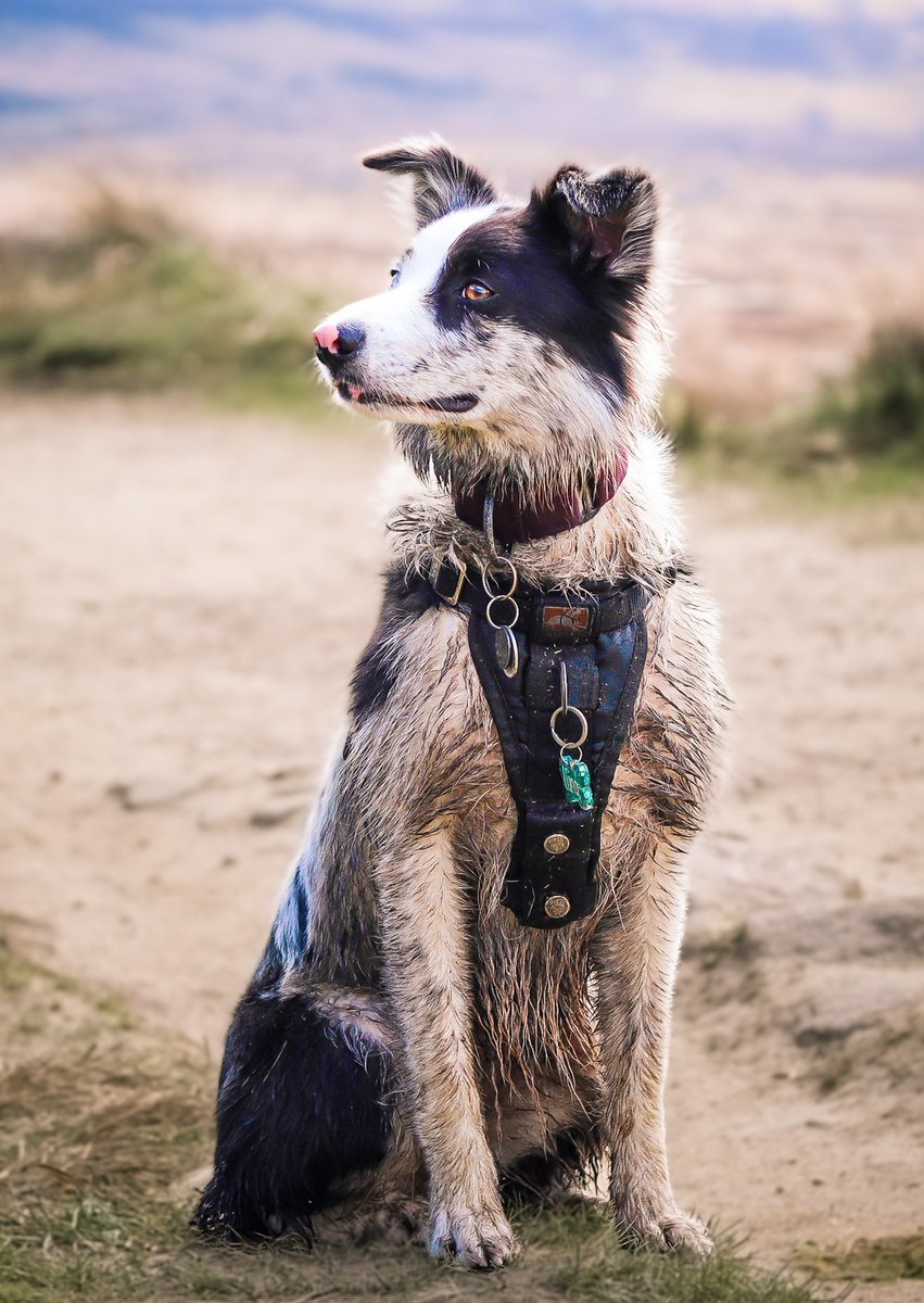 Just watching the <a href="/instagram/">Instagram</a> dog community join <a href="/Twitter/">Twitter</a> ...

We're just over here loving all of the amazing, less squished photos being posted! 🐾

#twitterdogcommunity