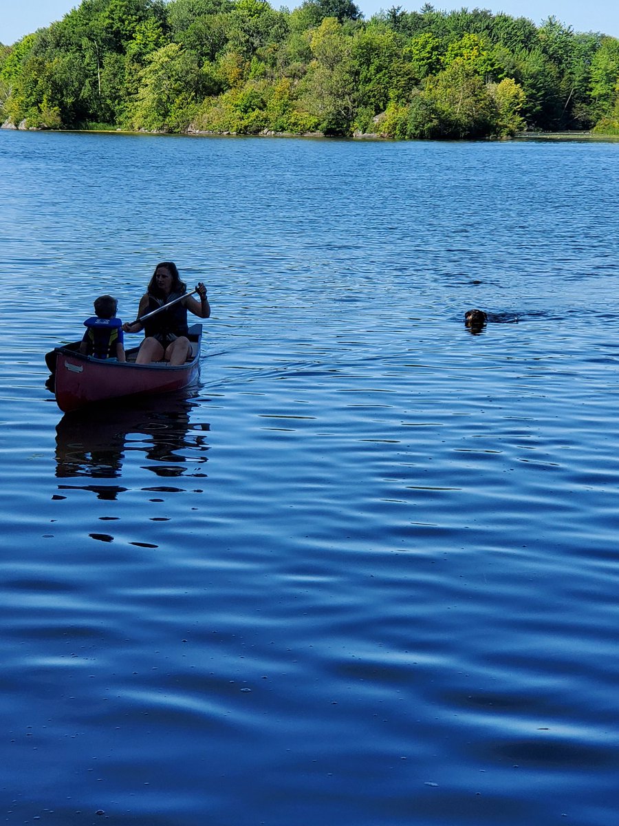 LAinKitchener's tweet photo. @WilliamsArndt #WCDSBPetWeek Anyone else have a dog who loves chasing canoes? https://t.co/ZKdmZ5a7Aj