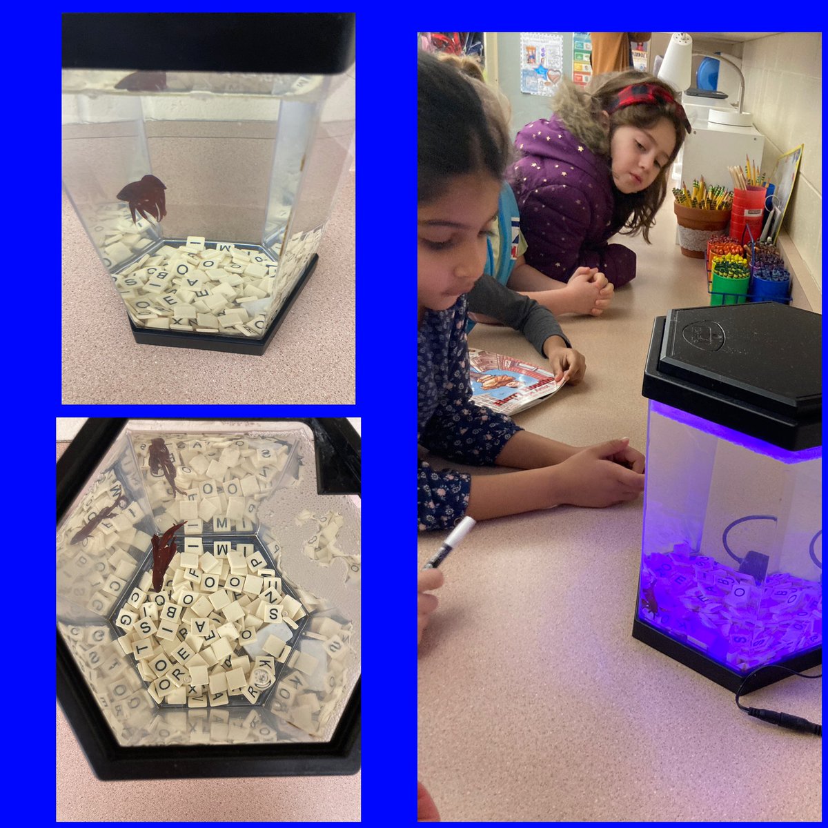 We had a visit from the room fairy. They brought Bo Jangles letters to start to learn to read!  He has been listening to our FUNdation lessons all year and is ready👍<a href="/row_SRE5/">SRE5 Smoky Row Elementary</a> <a href="/SmokyRow1/">Smoky Row Elementary</a>