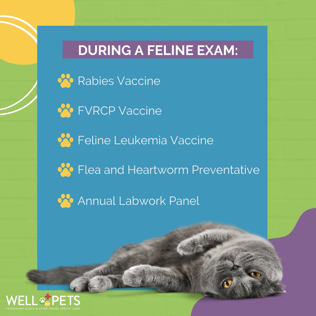 WellPetsSC's tweet photo. During a feline annual exam, our vets take all the necessary precautions to make sure your pet is healthy for coming year. To schedule an appointment, call or book online! 
#NationalCatHealthMonth #WellPetsSC #WellPets #WellPetsCare https://t.co/yBxNTobCUs