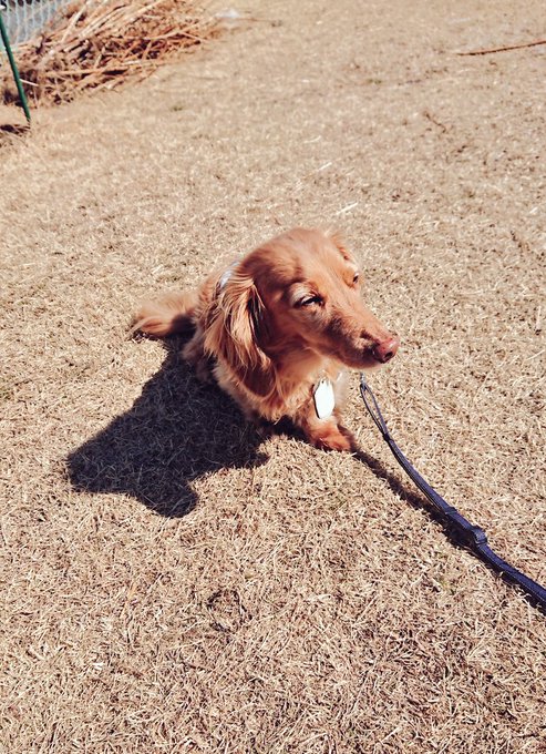 たのしいマロンポ(眠そう) 