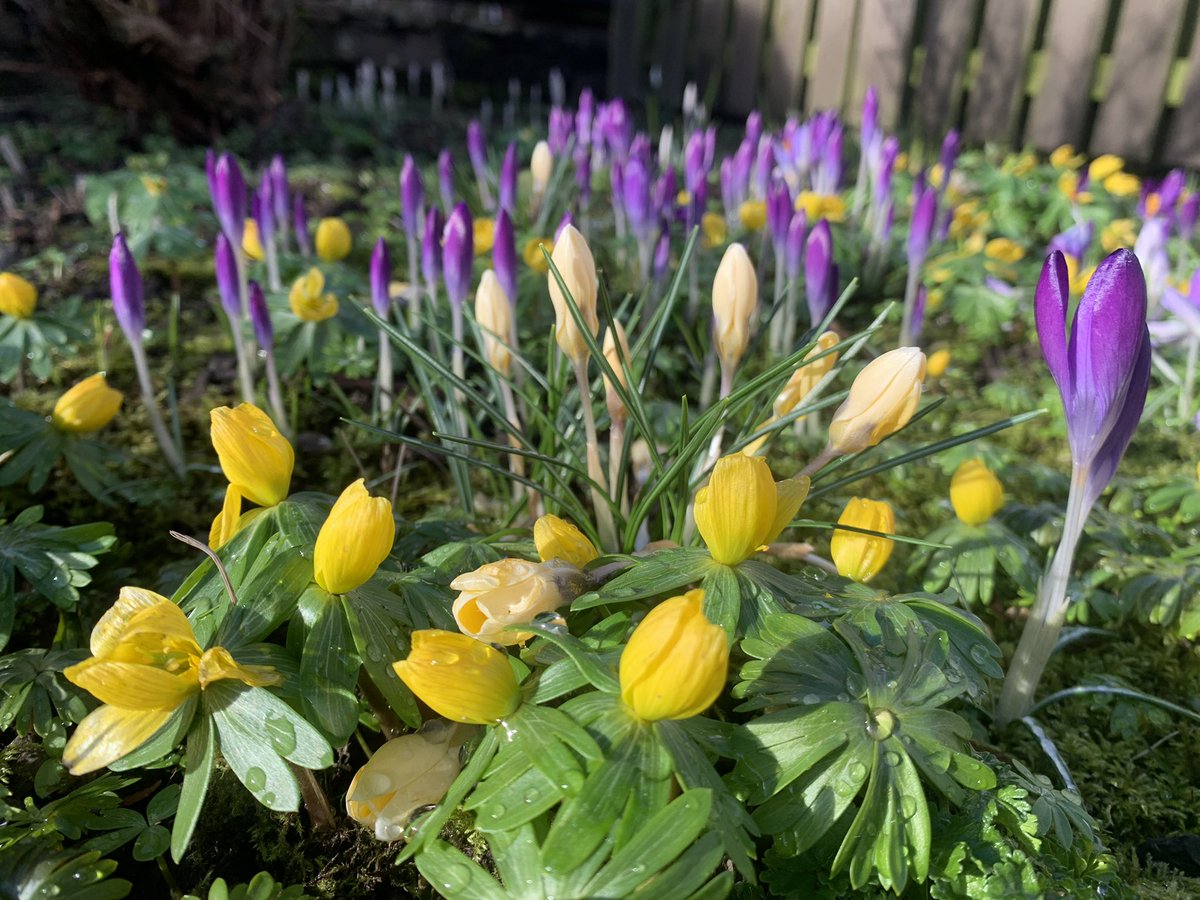 Praying for a ceasefire, the people of Ukraine and world peace 🙏 #worldpeace #prayers #hope #springflowers #cumbria #lakedistrict Image: Spring Hope