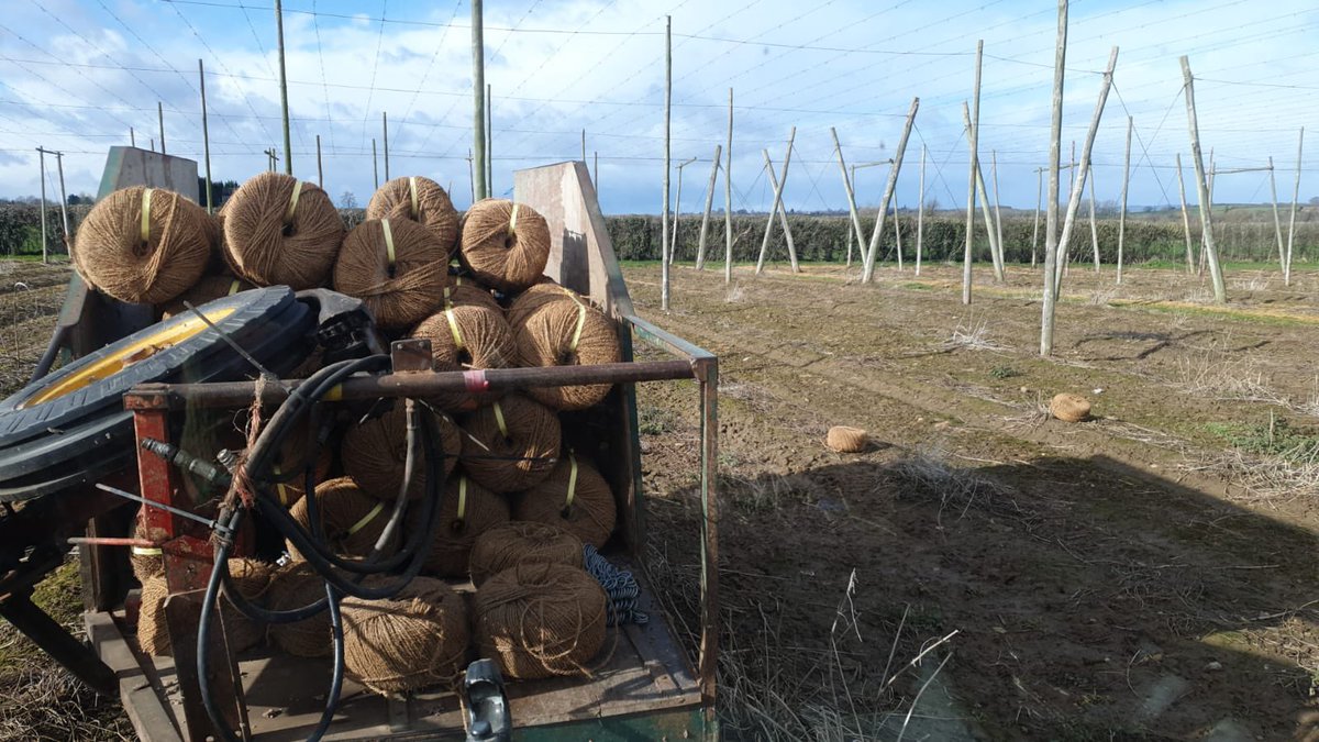 It’s that time of year again! Richie Phillips a Charles Faram Farms grower off to do his stringing in Herefordshire 🤩#CharlesFaramFarms #BramlingCross #GoldingHops #PilgrimHops  #JesterHops #HarlequinHops #FaramsFamily #Hops #HopGrowing #Brewing #Beer #BritishHops #OnTheFarm