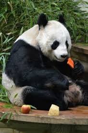 Панды едят мясо. Ailuropoda melanoleuca. Большая Панда (Ailuropoda melanoleuca).. Большая Панда ест бамбук. Панда на бамбуке.