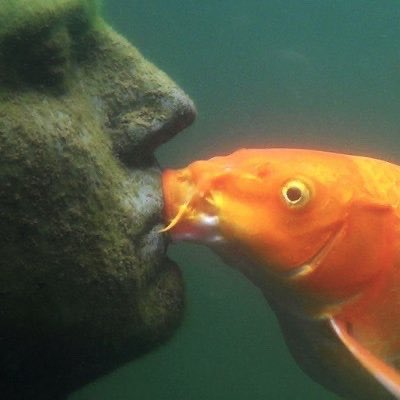 DJ 🐠✨ tweet media