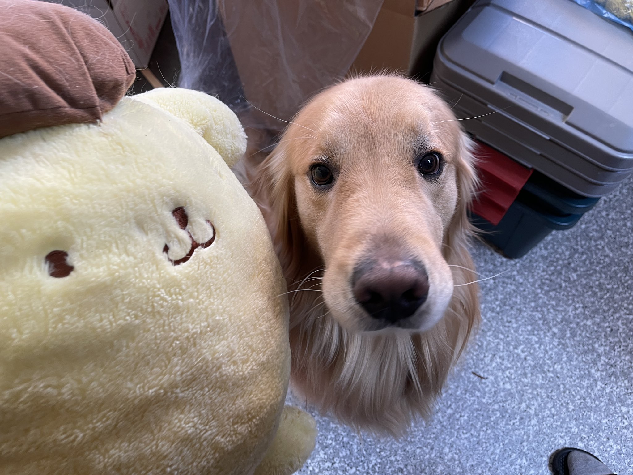 最愛のゴールデンレトリバーたち 2人は同じゴールデンレトリバーらしい T Co Amelkdlpgt Twitter