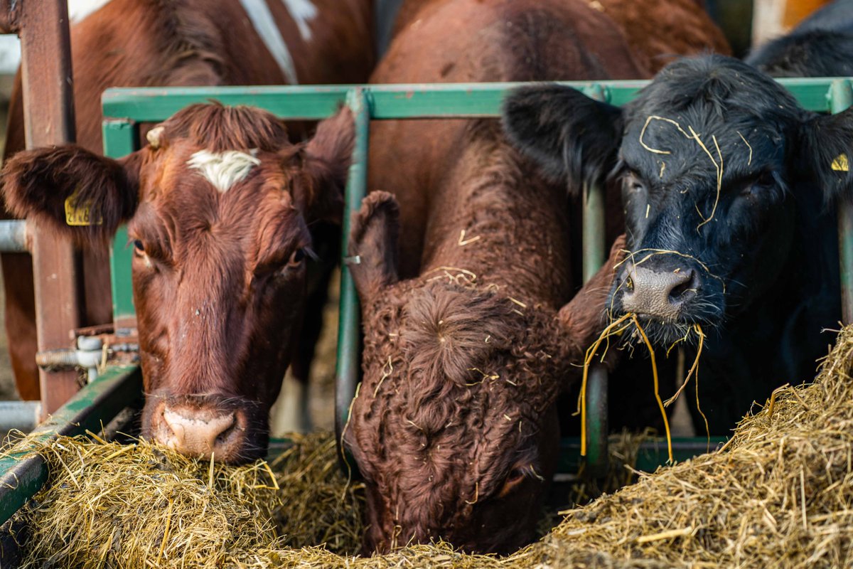We source most of our produce from family farms in and around Bath. This photo was taken at Jamie's, just a few miles from our Widcombe and Larkhall shops
