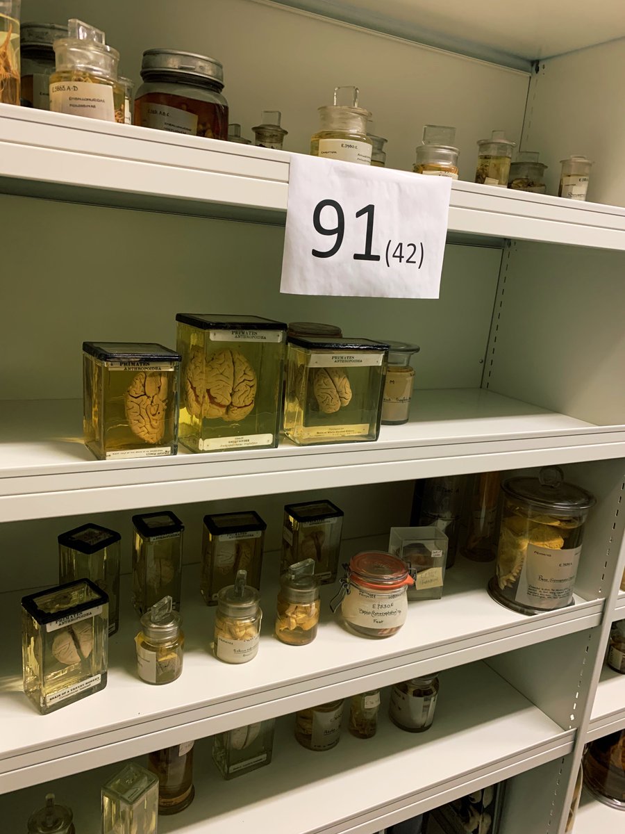jen_gossman's tweet photo. As a masive #horrorfan i do love a good zombie movie and certainly feeling prepared for the arrival of any #walkingdead @ZoologyMuseum with a facinating collection of primate brains mmm #brains!  some of the unique finds in our stores #MuseumBehindtheScenes #Zombies #museums https://t.co/kCIdxg7snq