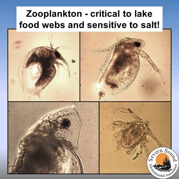 SSEA_SSRAP's tweet photo. Zooplankton are critical in lake ecosystems &amp; are more sensitive to chloride than other aquatic animals. Follow best practices for salt storage &amp; application to minimize salt use &amp; protect our lawnmowers of the lakes!
#saltdiet #saltingshift #waterquality
@conont @smartaboutsalt https://t.co/gR9NxzQZjO
