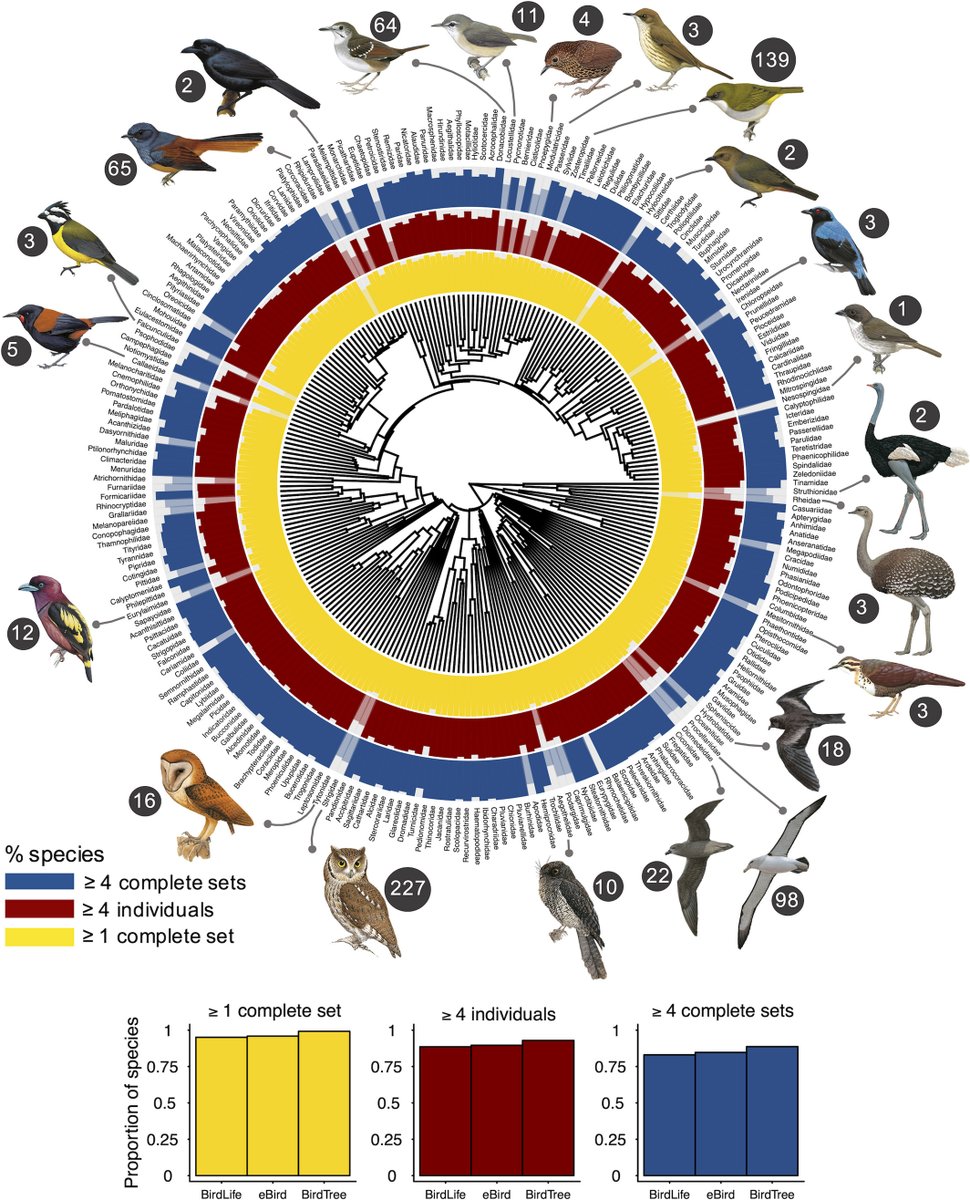 And...it's out! AVONET, a collection of morphological measurements and ecological trait data for 90,020 individual birds representing 11,009 species, fully integrated with phylogenetic, geographic, IUCN, and eBird info, published today in Ecology Letters.

onlinelibrary.wiley.com/doi/full/10.11…
