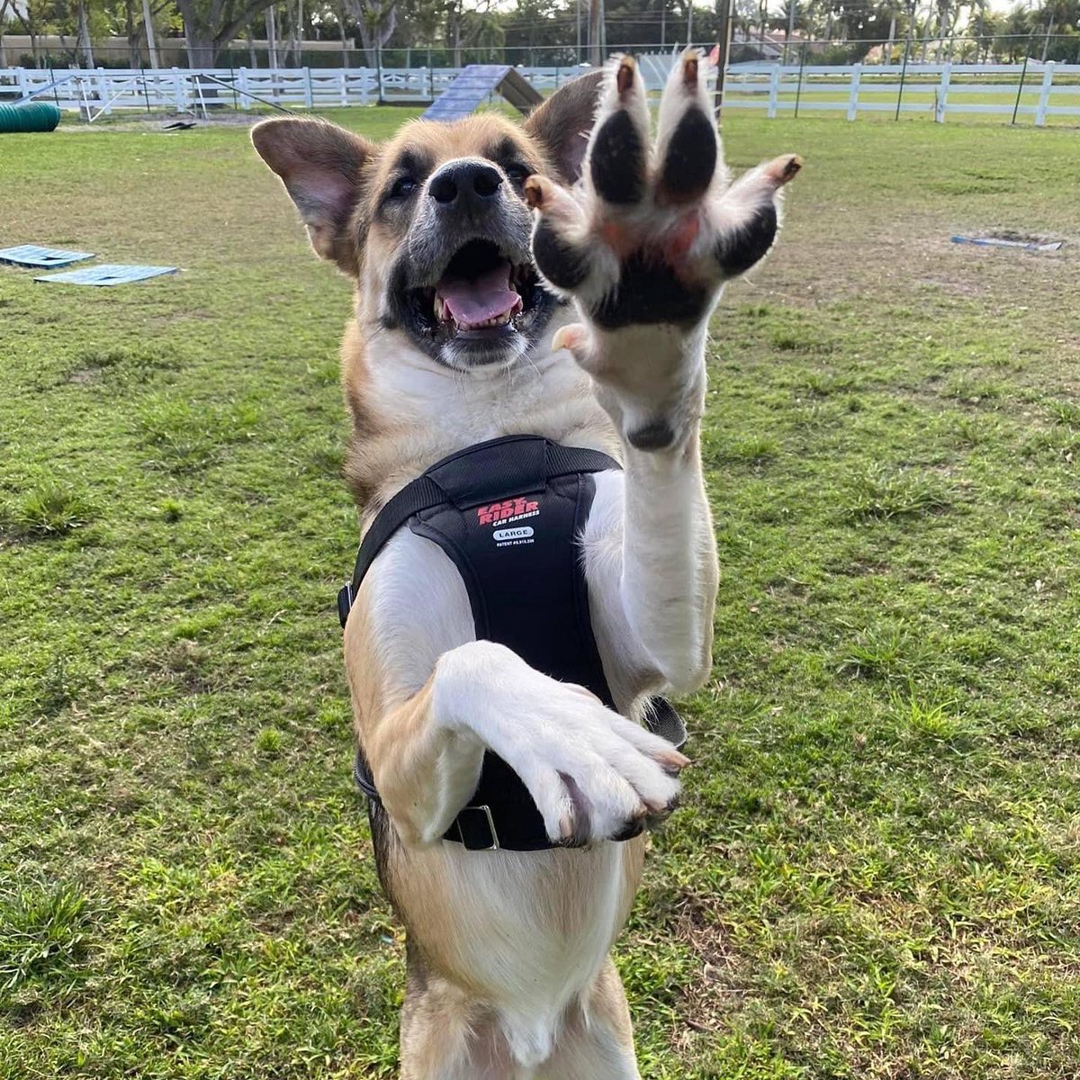 shepherdhelpfl's tweet photo. “Talk to the Paw” Adorable, 5 yr old Rico is available for adoption or foster.  Kid friendly &amp; dog friendly.  https://t.co/8apl6iXXHU #gsd #AdoptDontShop #rescuegsd #GermanShepherd #germanshepherddog #gsdrescue https://t.co/rsQ7NEJwkL