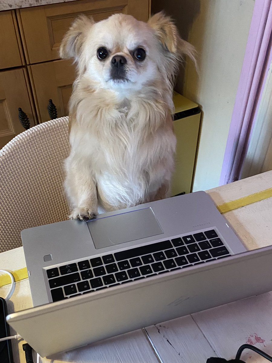 EmmaJayneArnol1's tweet photo. I left the room for two minutes π heβs always looking for people on the computer, he does love a video call #workpal #workpuppa https://t.co/5EOXF1HsTr