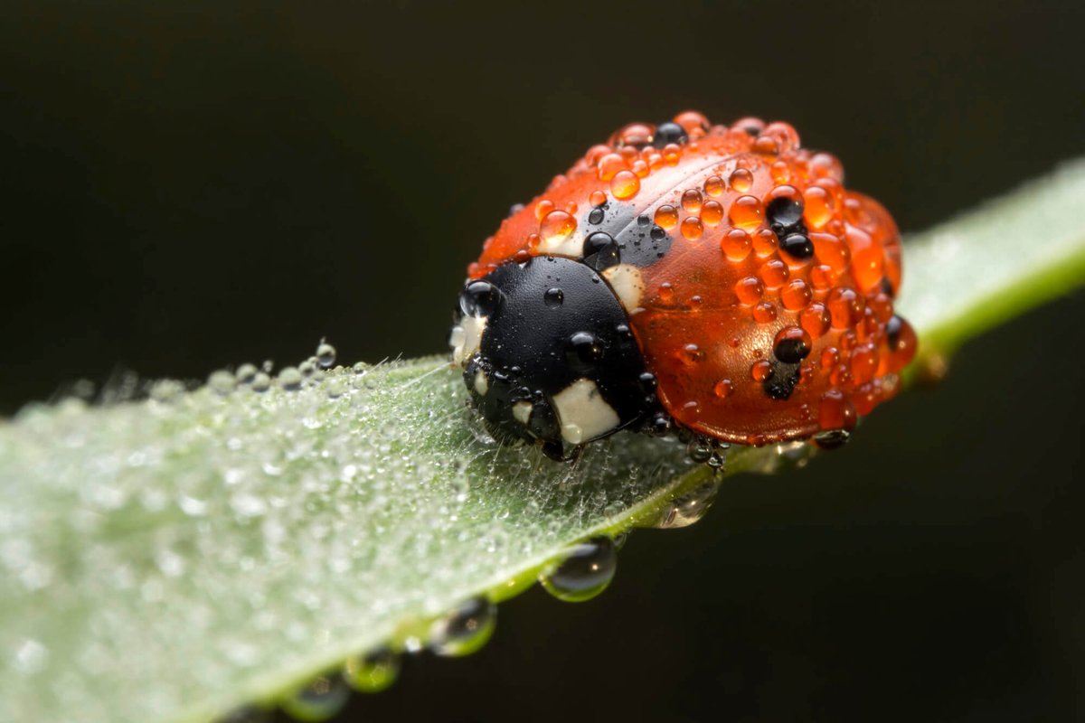 Какие бывают божьи коровки. Ladybird Божья коровка. Божья коровка энтомофаг. Божья коровка и тля. Божья коровка фитофаги.