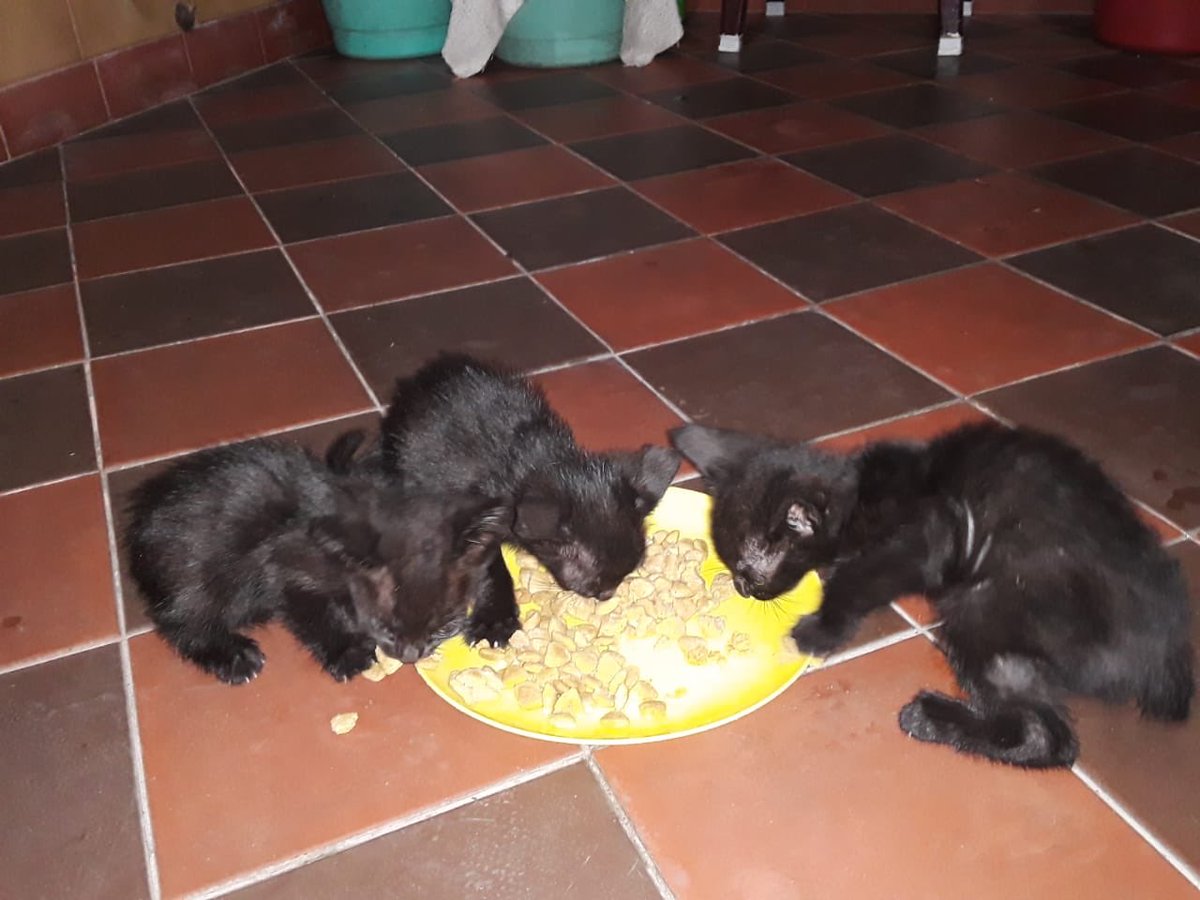 Hogargatitosjaz's tweet photo. A ver si me dan un RT porfis.
Una gata tuvo gatitos en la casa de mi cuñada.
Las fotos no son buenas y no saben de que sexo son.
No me dan pelota para sacar buenas fotos y ver que seco tuenen pero x los gatitos necesitan una familia 
Son 4 negritos tienen 45 dias https://t.co/7TM8OmJAIP