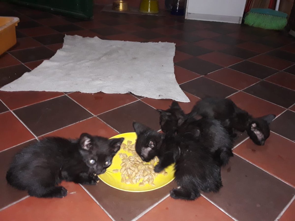 Hogargatitosjaz's tweet photo. A ver si me dan un RT porfis.
Una gata tuvo gatitos en la casa de mi cuñada.
Las fotos no son buenas y no saben de que sexo son.
No me dan pelota para sacar buenas fotos y ver que seco tuenen pero x los gatitos necesitan una familia 
Son 4 negritos tienen 45 dias https://t.co/7TM8OmJAIP
