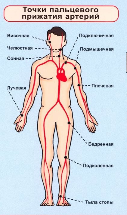 место расположения артерий. крупные артерии. артерии человека схема расположения. точки пальцевого прижатия артерий при кровотечении. точки пальцевого прижатия артерий при кровотечении.