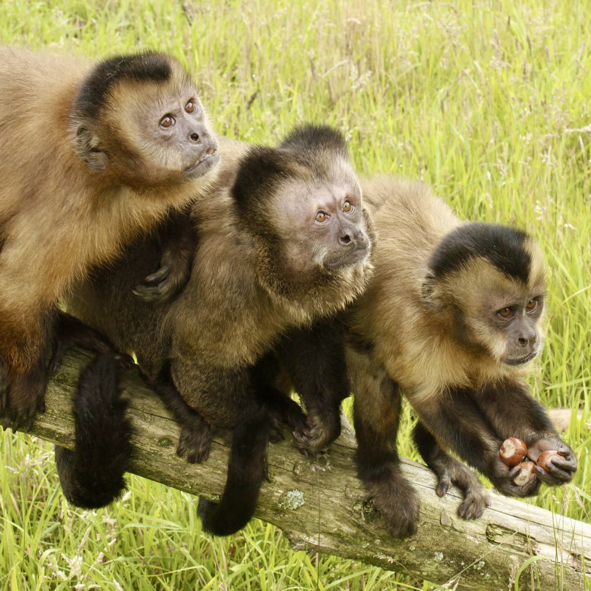 visitwexford's tweet photo. Looking for somewhere to bring your little monkeys this midterm? ๐
@secretvalleywp is the perfect day out with everything from fluffy farm animals to exotic species & even a brand new cafe - The Hungry Tortoise! ๐ข
#TimeForNewAdventures in Wexford at https://t.co/caxUJVoyES https://t.co/F0NYlAbadh