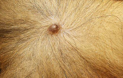 Albinovet's tweet photo. a case of generalised cutaneous apocrine #cystomatosis in a Pekingese dog https://t.co/xR0TkMgJyc https://t.co/HzKmtInUbs