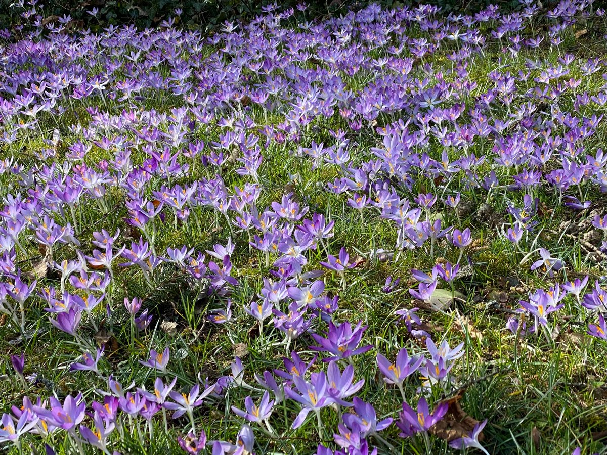 A carpet of Crocus, so beautiful. Ein wundervoller Krokusteppich.