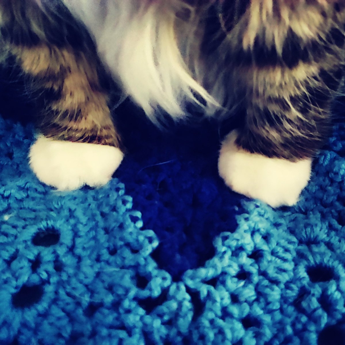 liqquidfire's tweet photo. Good morning! 💜🐾

#CatsOfTwitter #CottonBalls https://t.co/achzvZ0mA2
