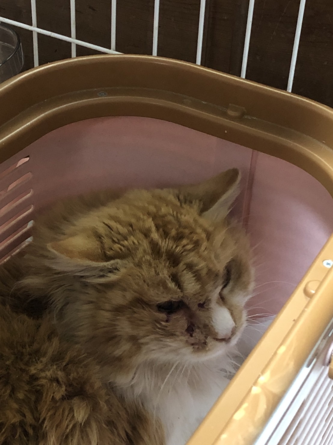 Npoくすのき ねこハウスtemple Cat 緊急保護 地域猫の餌やりさんより 目の下に釣り針のひっかかった猫がいるとの情報が 先程捕獲し病院に搬送 シェルターにて保護しました 竿を振りかぶった瞬間に ルアーに向かって飛びついてしまったようです