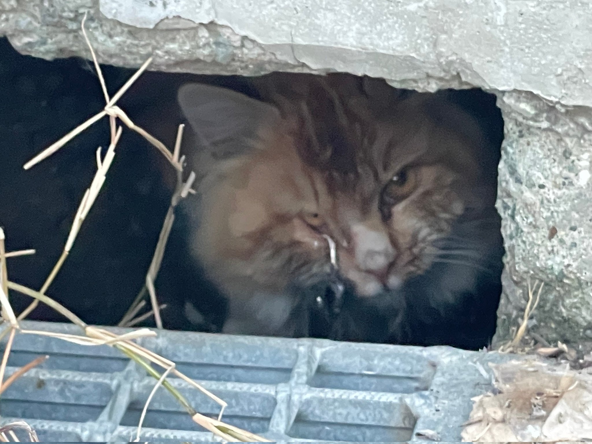 Npoくすのき ねこハウスtemple Cat 緊急保護 地域猫の餌やりさんより 目の下に釣り針のひっかかった猫がいるとの情報が 先程捕獲し病院に搬送 シェルターにて保護しました 竿を振りかぶった瞬間に ルアーに向かって飛びついてしまったようです