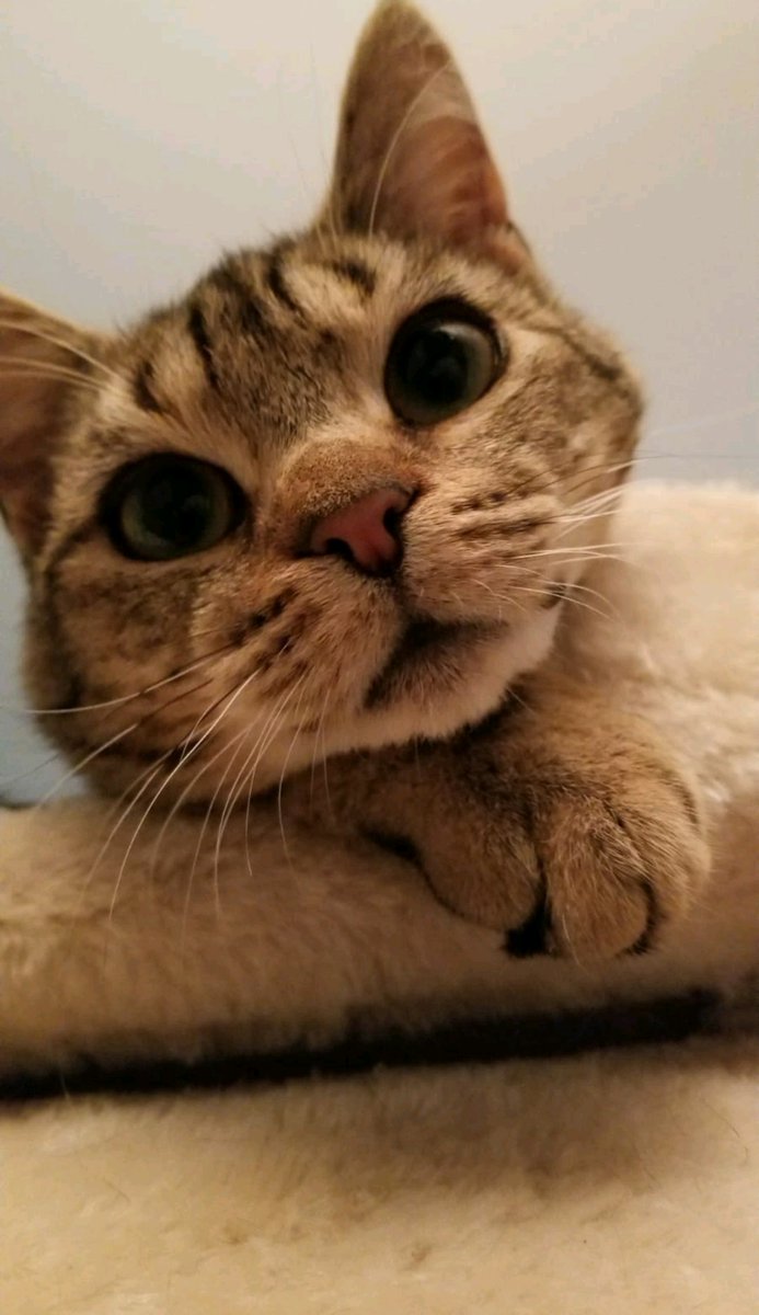 matthunder16's tweet photo. Dans ce monde de violence un peu de douceur avec des photos de mon petit chaton 😌 https://t.co/F0aUULt1nq