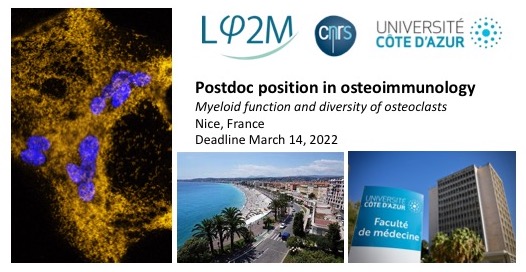 Blin_C_Lab's tweet photo. We are seeking a motivated #postdoc, expert in #myeloid cells / #osteoclasts to work on their diversity, in the lovely Côte d'Azur. https://t.co/SrGlzWmXWV @CostGemstone @ECTS_soc @ASBMR @EFIS_Immunology @sfiimmunologie @SFBTMJFBTM https://t.co/3lb58os3qs