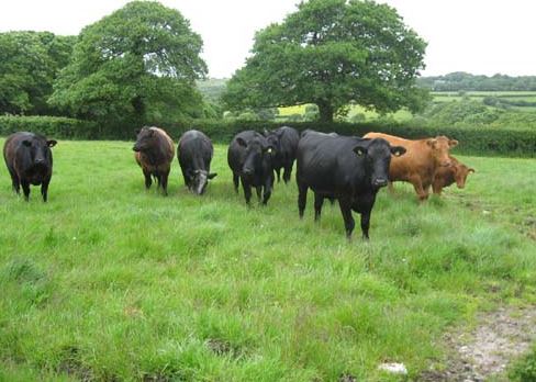 TheHolidayCots's tweet photo. Pulla Farm Holidays provides self-catering accommodation on 100 acres. This is a rural location and it is ideal for visiting the Cornish countryside and coast.
๐Sleeps 1-4
https://t.co/U7WRuz17zQ
#Frogpool #Truro #Cornwall #Countryside #Coast #Cornish #Rural #HolidayHome https://t.co/HFRH9FCgXr