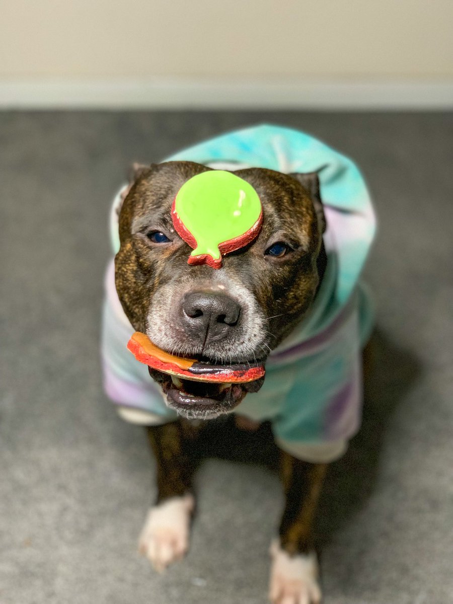 Introducing our DEO, Loki 😍 a 4 year old English Staffordshire Bull Terrier and possibly the biggest dope you’ll ever meet 😂

#twitterdogcommunity #dogsoftwitter