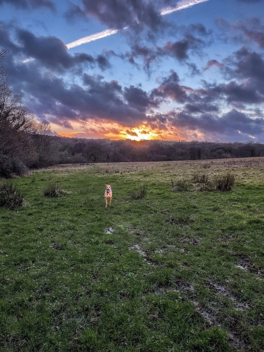 Another sunset like this tonight please 🙏🏼 #throwback to last week 🌅 🐾 

#dogsoftwitter #dogsofinstagram #ukdogs #sunsetlovers